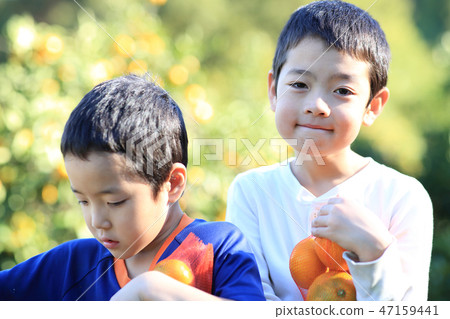 Mandarin orange hunt Mandarin orange hunt 47159441