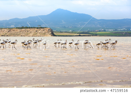 Flamingos in Cyprus 47159516