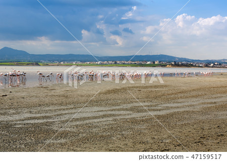 Flamingos in Cyprus 47159517