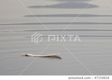 羽毛在水面上 47159838