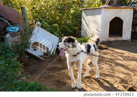 Mongrel dog 47159923