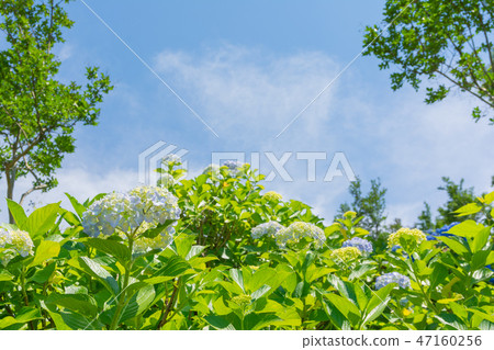 藍天蔓延繡球花(群馬縣Shimonita ajisai花園) 藍天蔓延繡球花(群馬縣Shimonita ajisai花園) 47160256