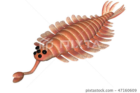 歐巴賓海蠍 歐巴賓海蠍 47160609