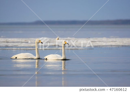 Two swan's swan Two swan's swan 47160612