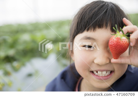 Ichigo狩獵圖像 47160709