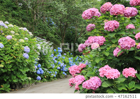 hydrangea   47162511