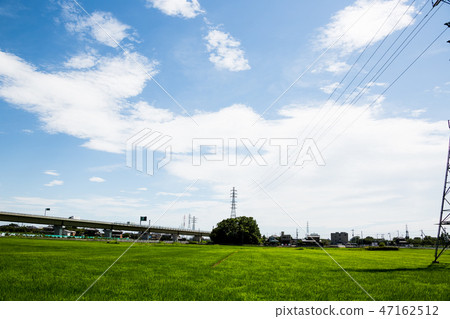 paddy, rice plant, rice crop 47162512