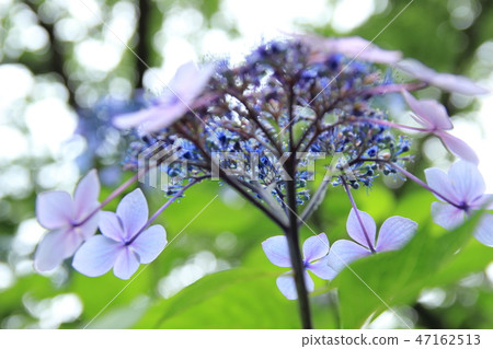 hydrangea   47162513