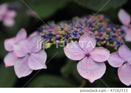 hydrangea   47162515