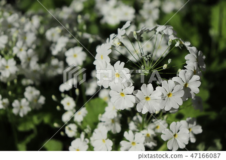 報春花Maracoides花 47166087