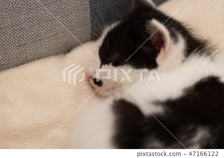 睡覺的貓 47166122