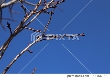 Cherry blossoms bud 47166158