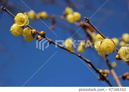 Blue sky and wax plum Blue sky and wax plum 47166382