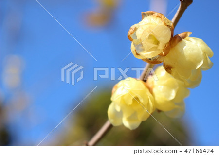 Blue sky and wax plum Blue sky and wax plum 47166424