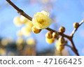 Blue sky and wax plum 47166425