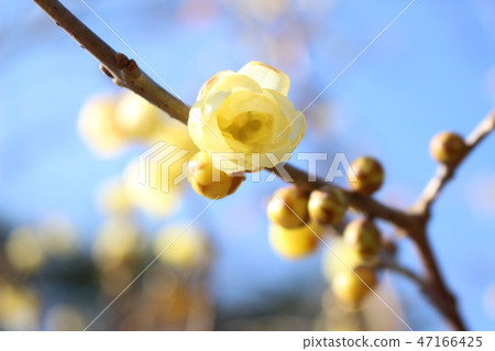 Blue sky and wax plum Blue sky and wax plum 47166425