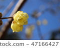 Blue sky and wax plum 47166427