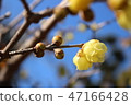 Blue sky and wax plum 47166428