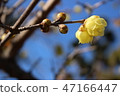 Blue sky and wax plum 47166447