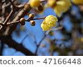 Blue sky and wax plum 47166448