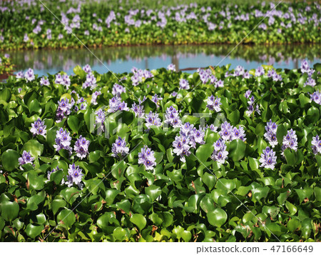 Water hyacinth 47166649