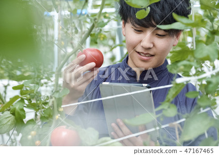 Male smart farming house cultivation 47167465