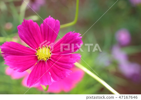 Cosmos flower in tropical Cosmos flower in tropical 47167646