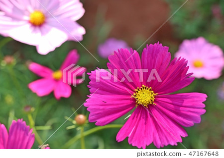 Cosmos flower in tropical 47167648
