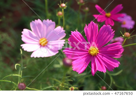 Cosmos flower in tropical Cosmos flower in tropical 47167650