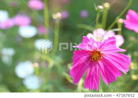 Cosmos flower in tropical Cosmos flower in tropical 47167652