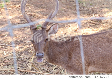 Deer in the zoo Deer in the zoo 47167722