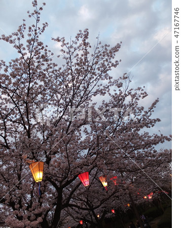 April Cherry Blossom Festival 47167746