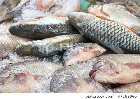 fresh fish in market 47168960
