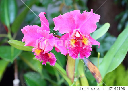 Cattleya flowers 47169198