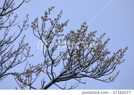 Fukushima-ken的Todami-cho,雪在桐樹的冬天芽積累 Fukushima-ken的Todami-cho,雪在桐樹的冬天芽積累 47169257