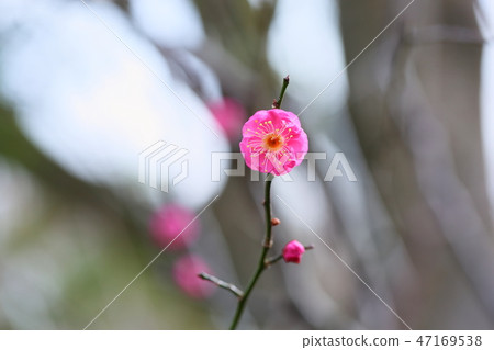 Red flower of flowers 47169538