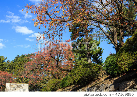Autumn leaves in Nagoya castle Autumn leaves in Nagoya castle 47169890