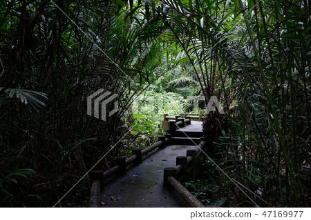 Midway in forest with tunnel light 47169977
