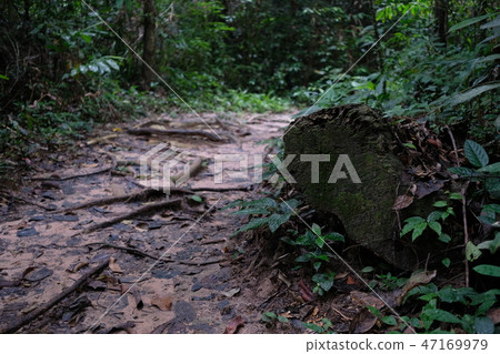 Forest entrance way after rained 47169979