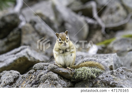 什麼?如果 什麼?如果 47170165