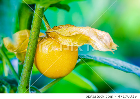 Cape Gooseberry is peeled off on the tree. 47170319