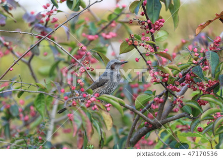 紅色水果和棕色的眼睛 紅色水果和棕色的眼睛 47170536
