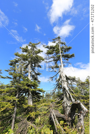 Fresh green Matsuyama wetlands [early summer / Hokkaido Mifumi Town] 47171202