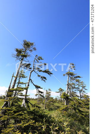 新鮮的綠松山濕地[初夏/北海道岐阜鎮] 47171204