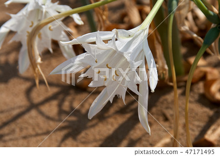 Pancratium maritimum plant 47171495