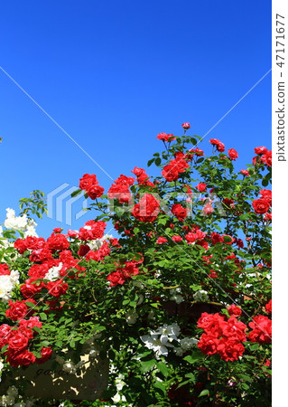 Red rose Red rose 47171677