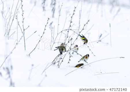 European goldfinch at snowy winter natury 47172140