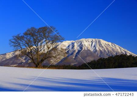 岩手山在冬天和一棵櫻桃樹 岩手山在冬天和一棵櫻桃樹 47172243