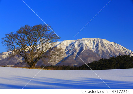 岩手山在冬天和一棵櫻桃樹 岩手山在冬天和一棵櫻桃樹 47172244