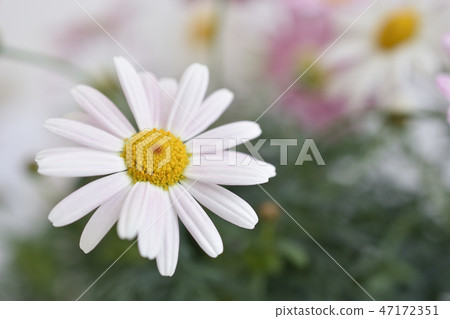 Margaret Margaret 47172351